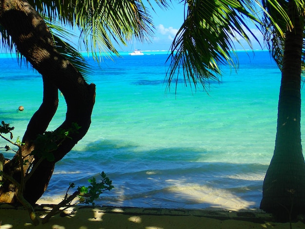 Foto palmeras junto al mar en la playa