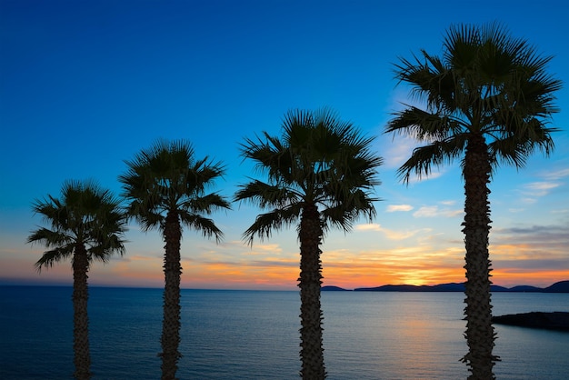 Palmeras junto a la orilla al atardecer