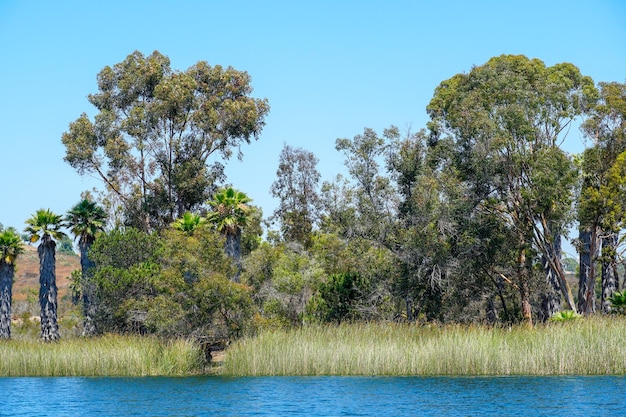 Palmeras y un lago con un cielo azul y algunas nubes