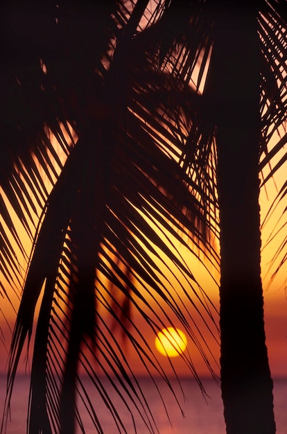 Palmeras en la luz de la mañana Cuba