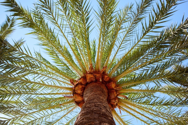 Foto palmeras con luz solar