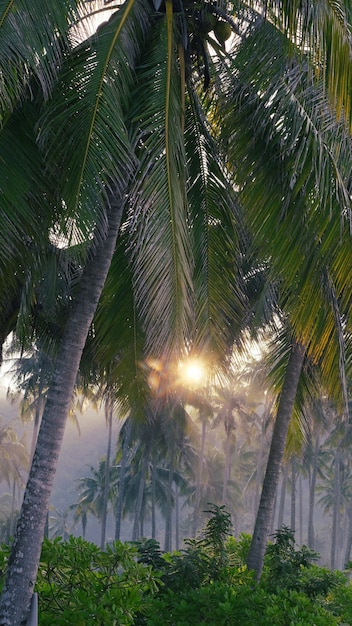 Palmeras en la mañana niebla en los rayos de sol