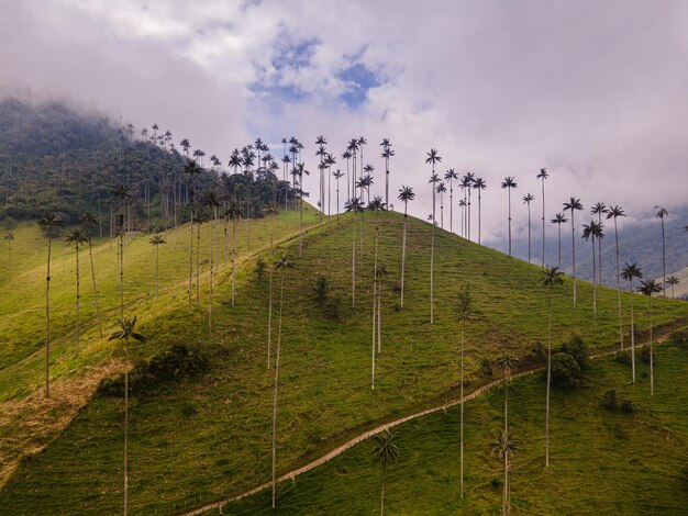 Foto palmeras entre montañas y nubes palmera gigante