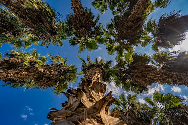 Foto las palmeras se muestran desde abajo, con el cielo al fondo.
