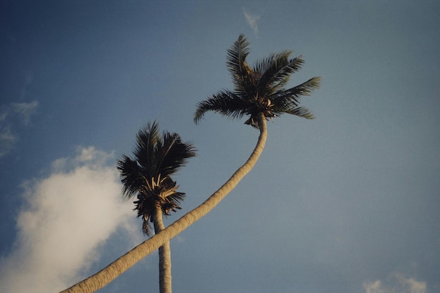 las palmeras se muestran en primer plano y el cielo es azul