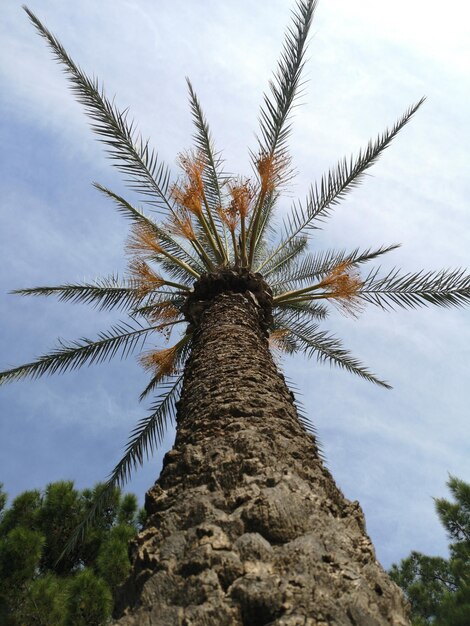 palmeras en la naturaleza