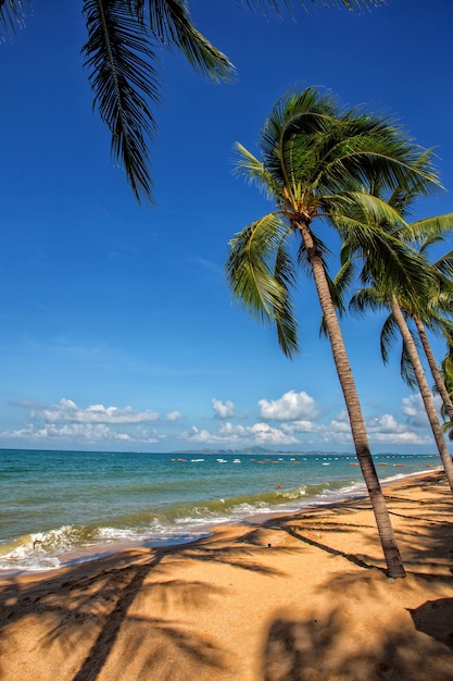 Palmeras o cocoteros en una hermosa playa y cielo azul