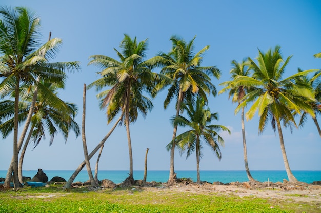 Foto palmeras en el océano.