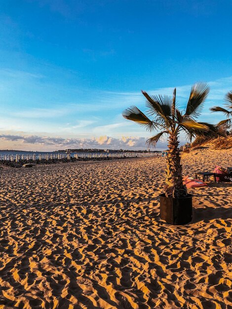 Palmeras en una olla en la playa