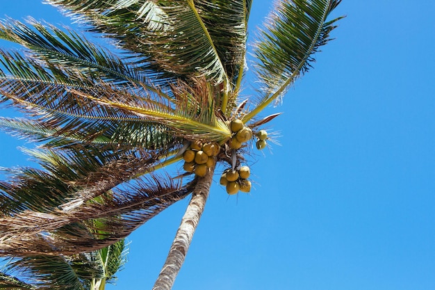 Palmeras en la orilla del mar. Paisaje marino. Palmas de coco. Mar y arena. Zona tropical.