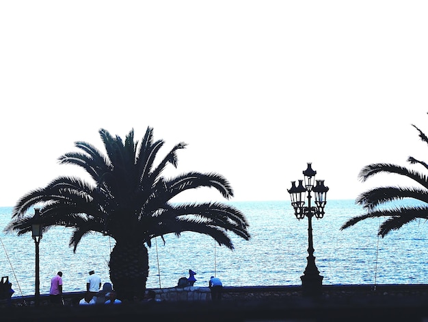 Foto palmeras en la orilla del mar