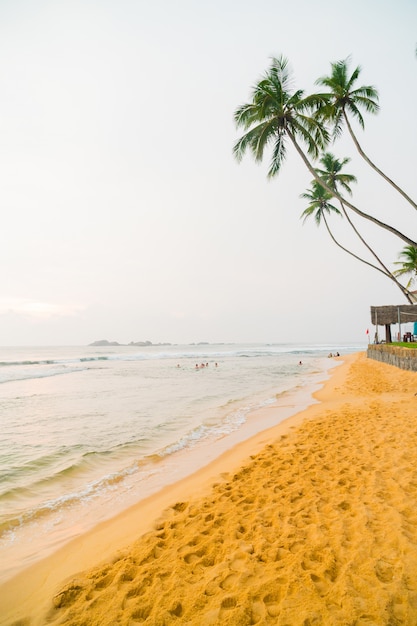 Palmeras en la orilla del Océano Índico en la playa en Hikkaduwa, Sri Lanka.