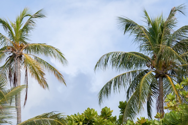 Palmeras y otras plantas con un cielo azul