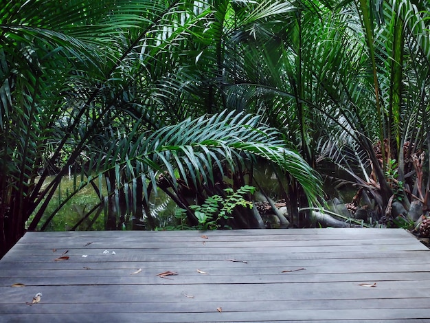 Palmeras en el pantano con espacio vacío de piso de tabla de madera en la parte delantera