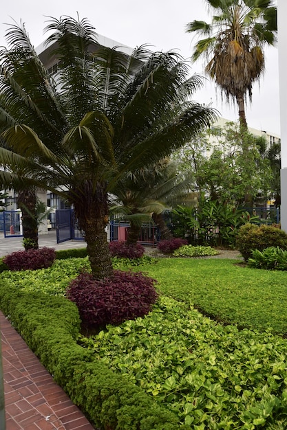 Palmeras en el parque del malecón 2000 en Guayaquil