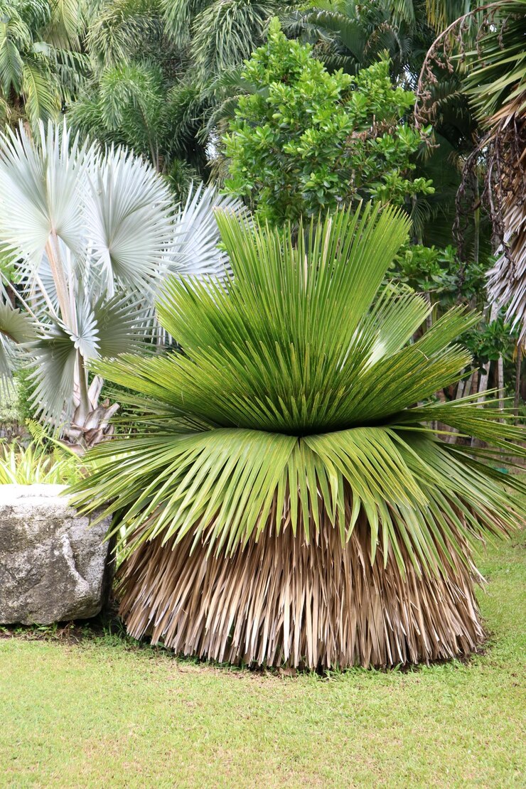 Foto palmeras en el parque