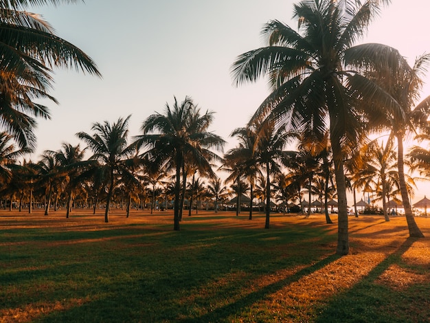 Palmeras en el parque.