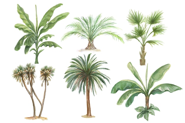 Palmeras plantas de la selva plátano palma acuarela dibujado a mano ilustración