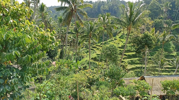 Foto palmeras y plantas en la selva tropical de la isla de bali, indonesia