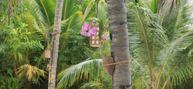 palmeras y plantas tropicales verdes en las Maldivas