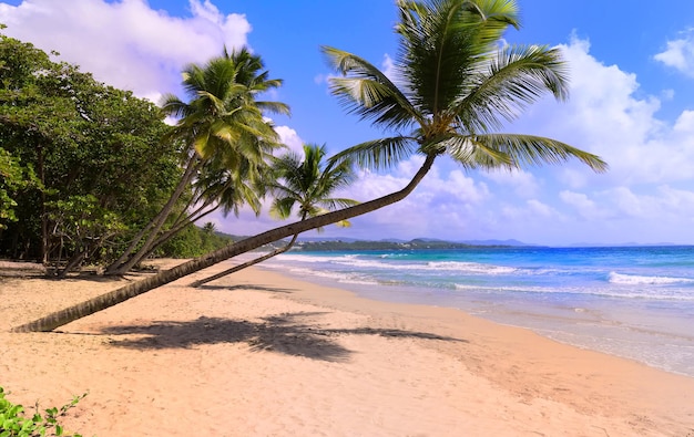 Las palmeras en la playa caribeña de la isla de Martinica