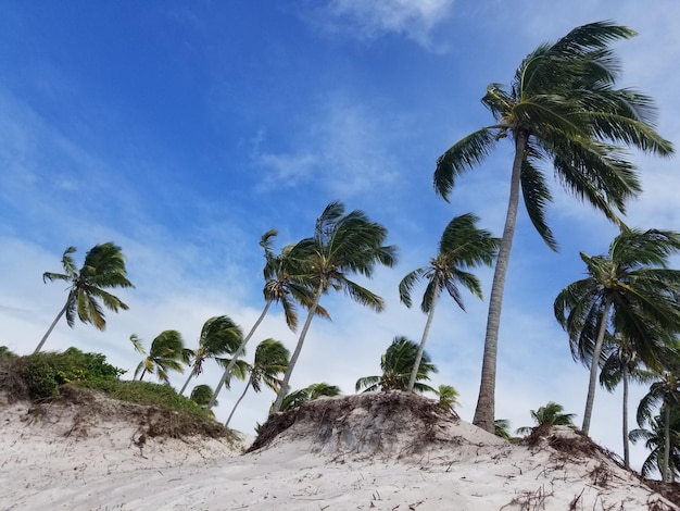 Palmeras en una playa con el cielo de fondo