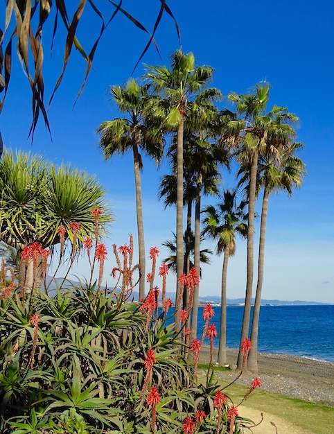 Foto palmeras en la playa contra el cielo azul