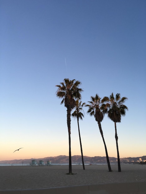 Foto palmeras en la playa contra un cielo despejado
