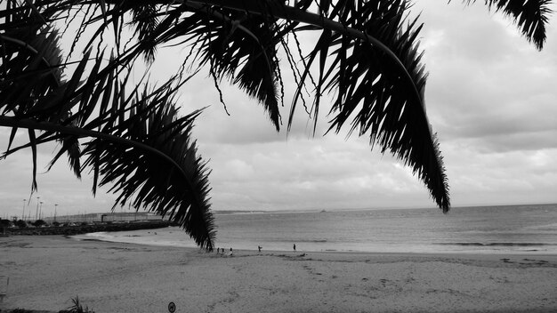 Palmeras en la playa contra el cielo nublado