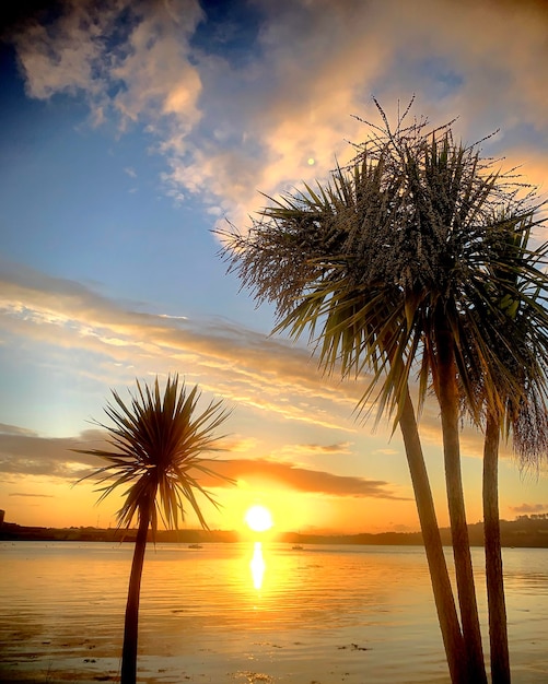 Foto palmeras en la playa contra el cielo durante la puesta de sol