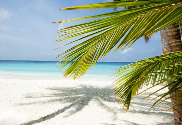 Palmeras en la playa contra el cielo