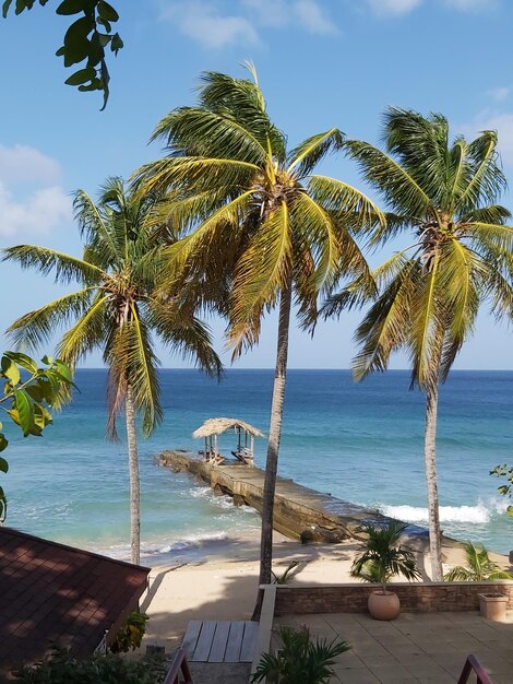 Foto palmeras en la playa contra el cielo