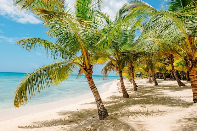 Palmeras en la playa contra el cielo