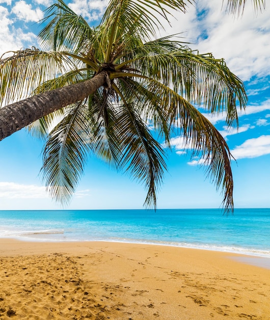 Foto palmeras en la playa contra el cielo