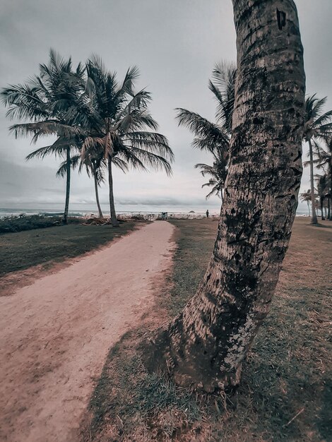 Foto palmeras en la playa contra el cielo