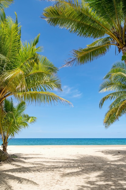 Foto palmeras en la playa contra el cielo