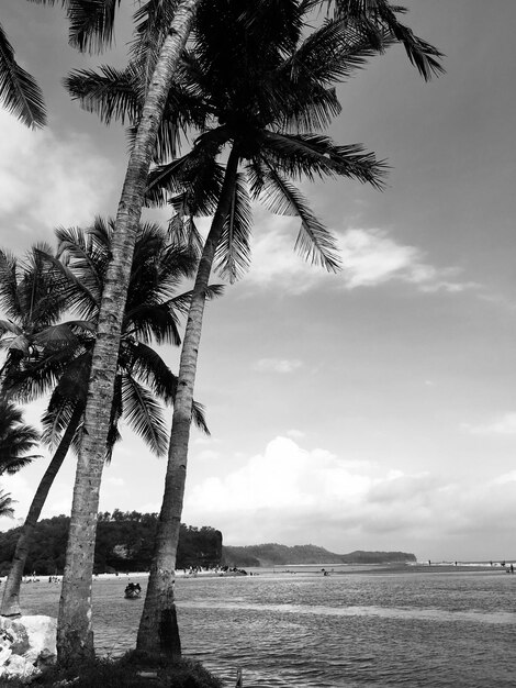 Palmeras en la playa contra el cielo