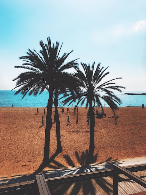 Palmeras en la playa contra el cielo