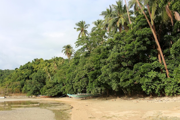 Palmeras en la playa contra el cielo