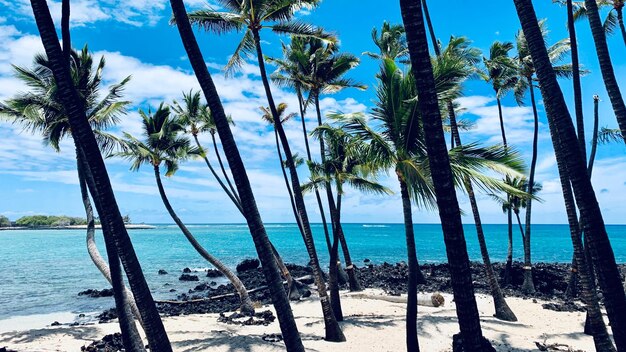 Foto palmeras en la playa contra el cielo