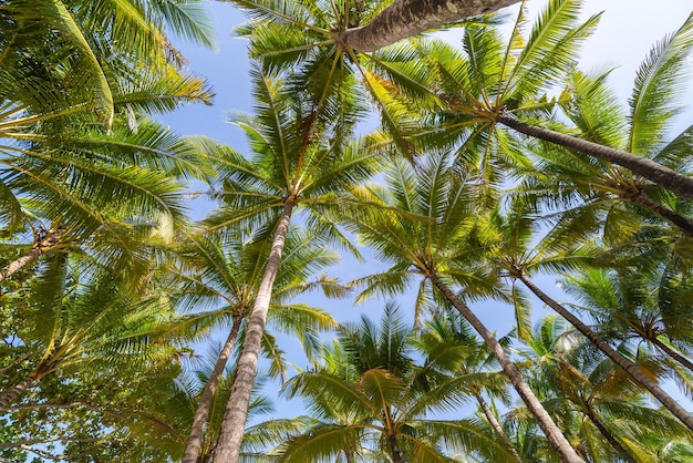 palmeras en la playa con fondo de cielo