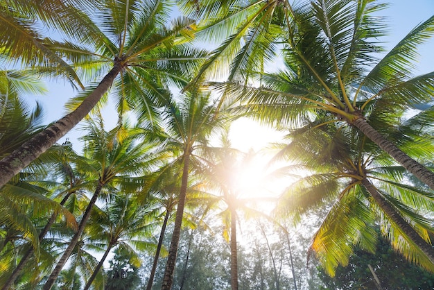 palmeras en la playa con fondo de cielo