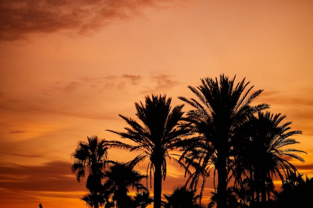 Palmeras en la playa de Marbella al atardecer. Andalucía. vacaciones junto al mar. España, Marbella.