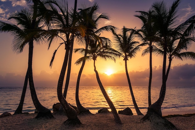 Palmeras en la playa durante la puesta de sol