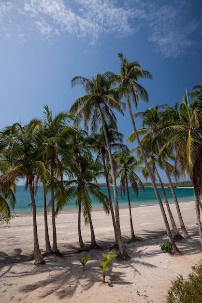 Palmeras en la playa tropical bajo un cielo azul, archipiélago de Pearl Island, Panamá, América Central