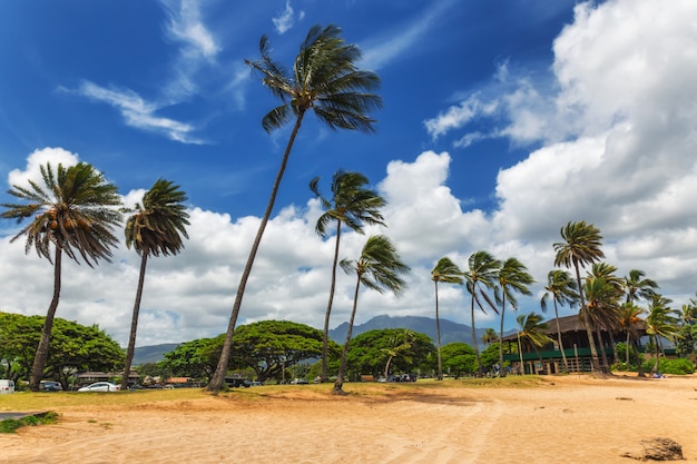 Palmeras en la playa tropical en Haleiwa, costa norte de Oahu, Hawaii