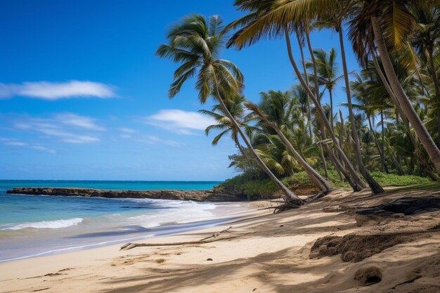 Foto palmeras en la playa tropical salvaje de la república dominicana