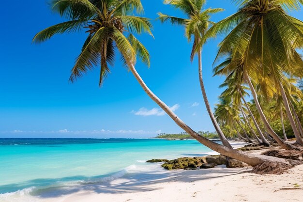 Foto palmeras en la playa tropical salvaje de la república dominicana