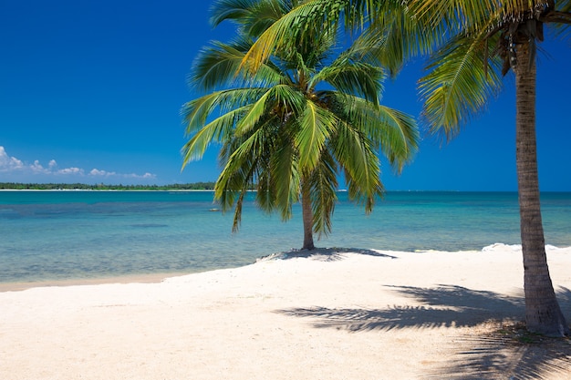 Palmeras y playa tropical