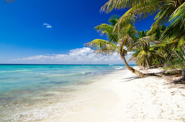 palmeras en la playa tropical